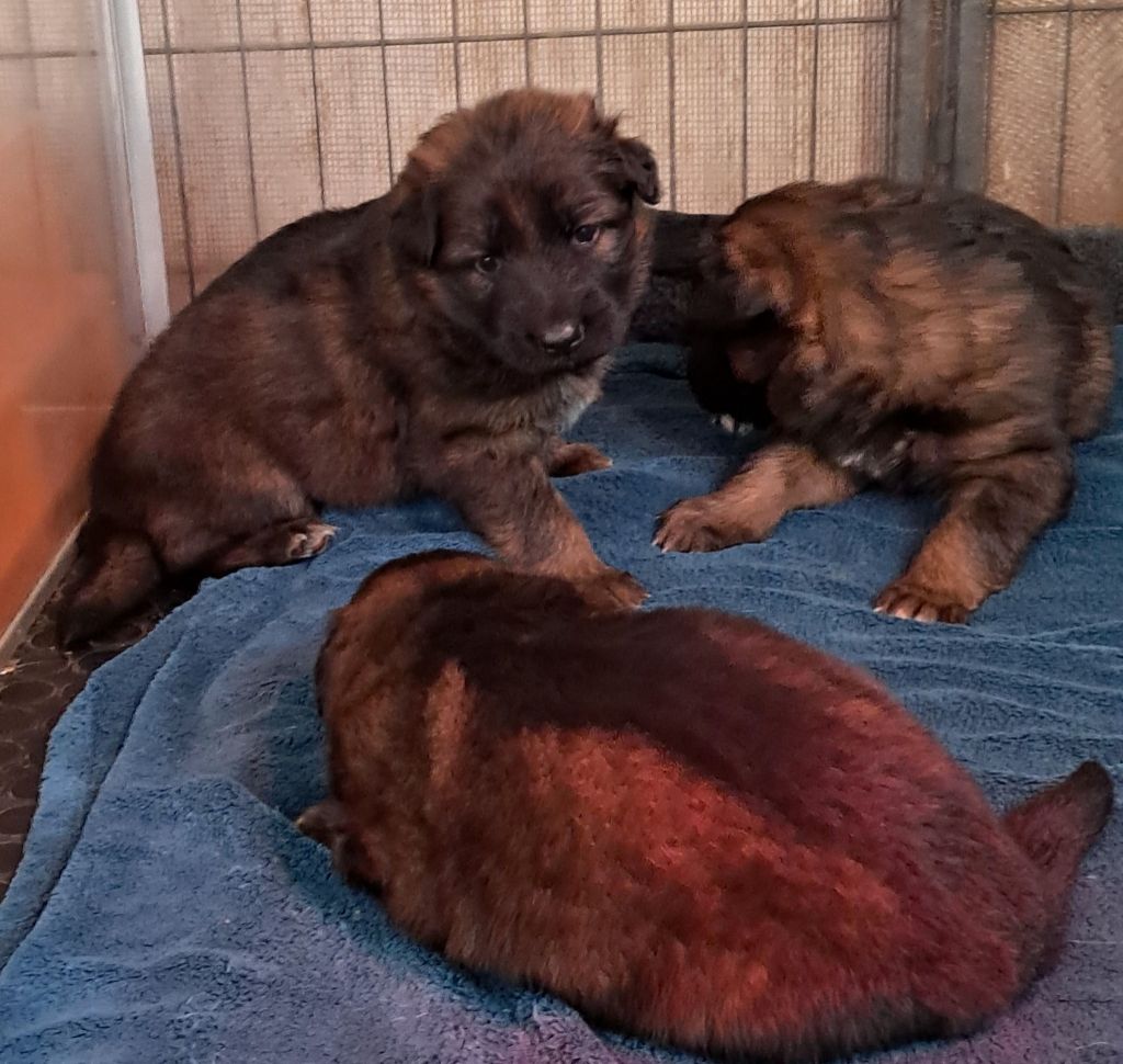 Chiot Berger Allemand Poil Long de Mathéon