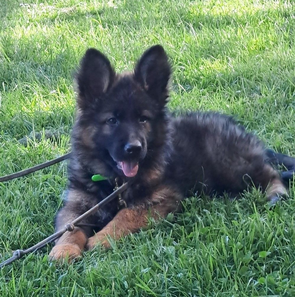 de Mathéon - Chiots disponibles - Berger Allemand Poil Long